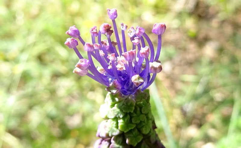 Muscari comosum - Asparagageae